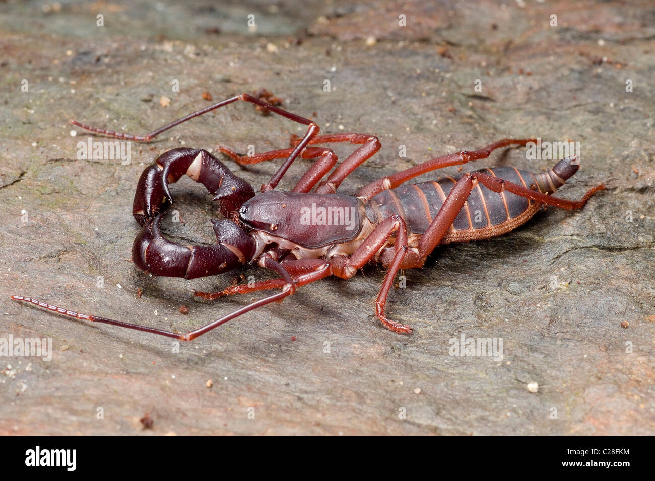 Whip Scorpion (Thelyphonida sp.). Stock Photo
