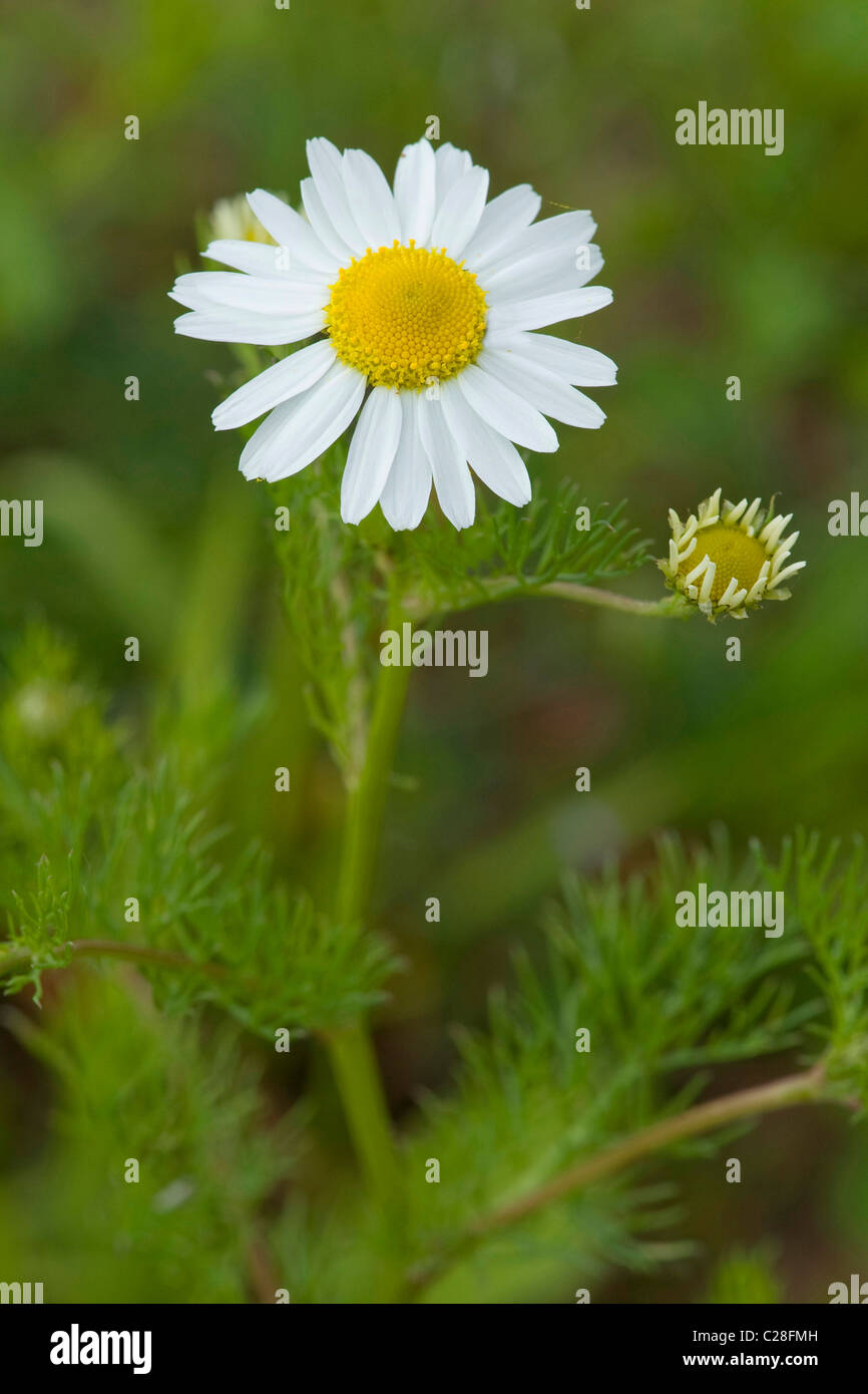 Scentless Mayweed, Scentless Chamoile (Tripleurospermum maritimum subsp