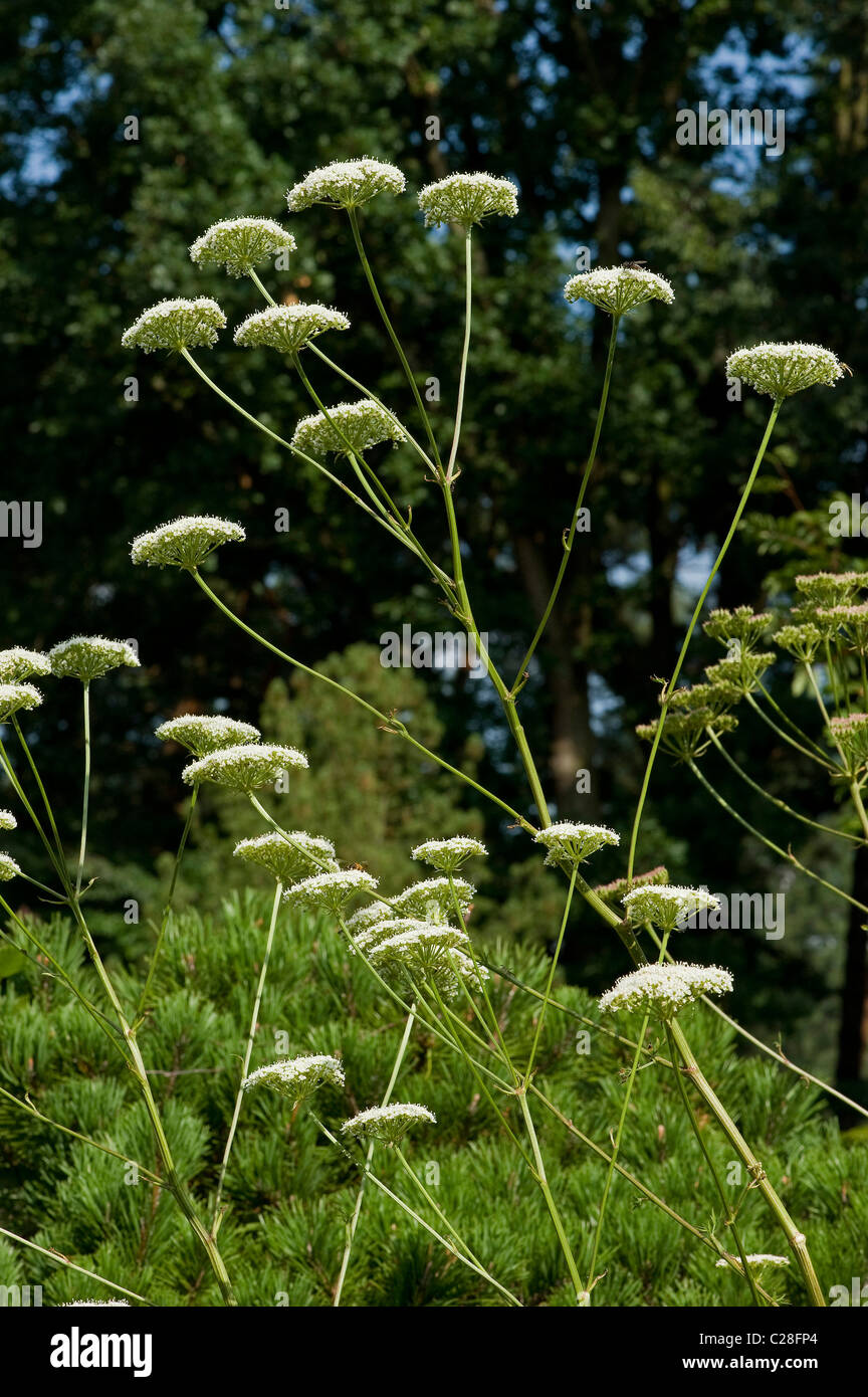 Southern Masterwort (Peucedanum venetum), flowering. Stock Photo