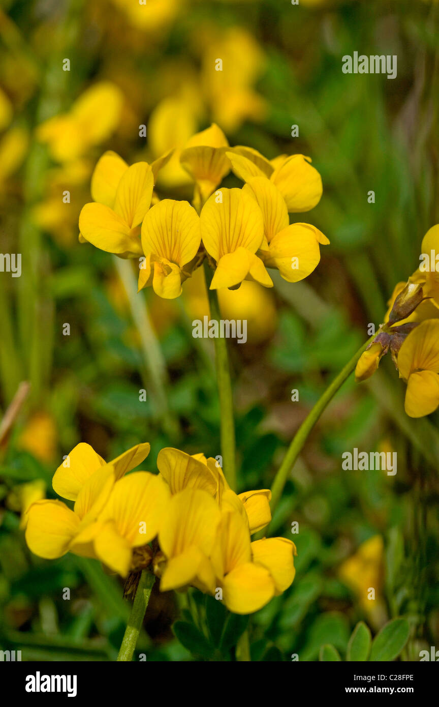 Birds Foot Trefoil (Lotus corniculatus), flowering. Stock Photo