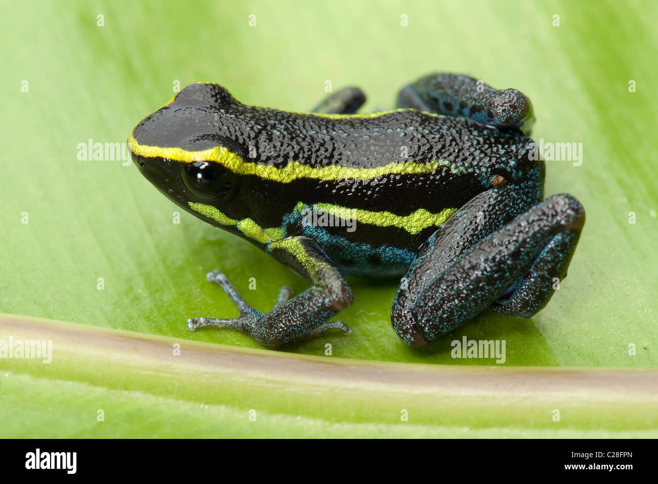 Sky-blue Poison Frog (Hyloxalus azureiventris) on a leaf. Stock Photo