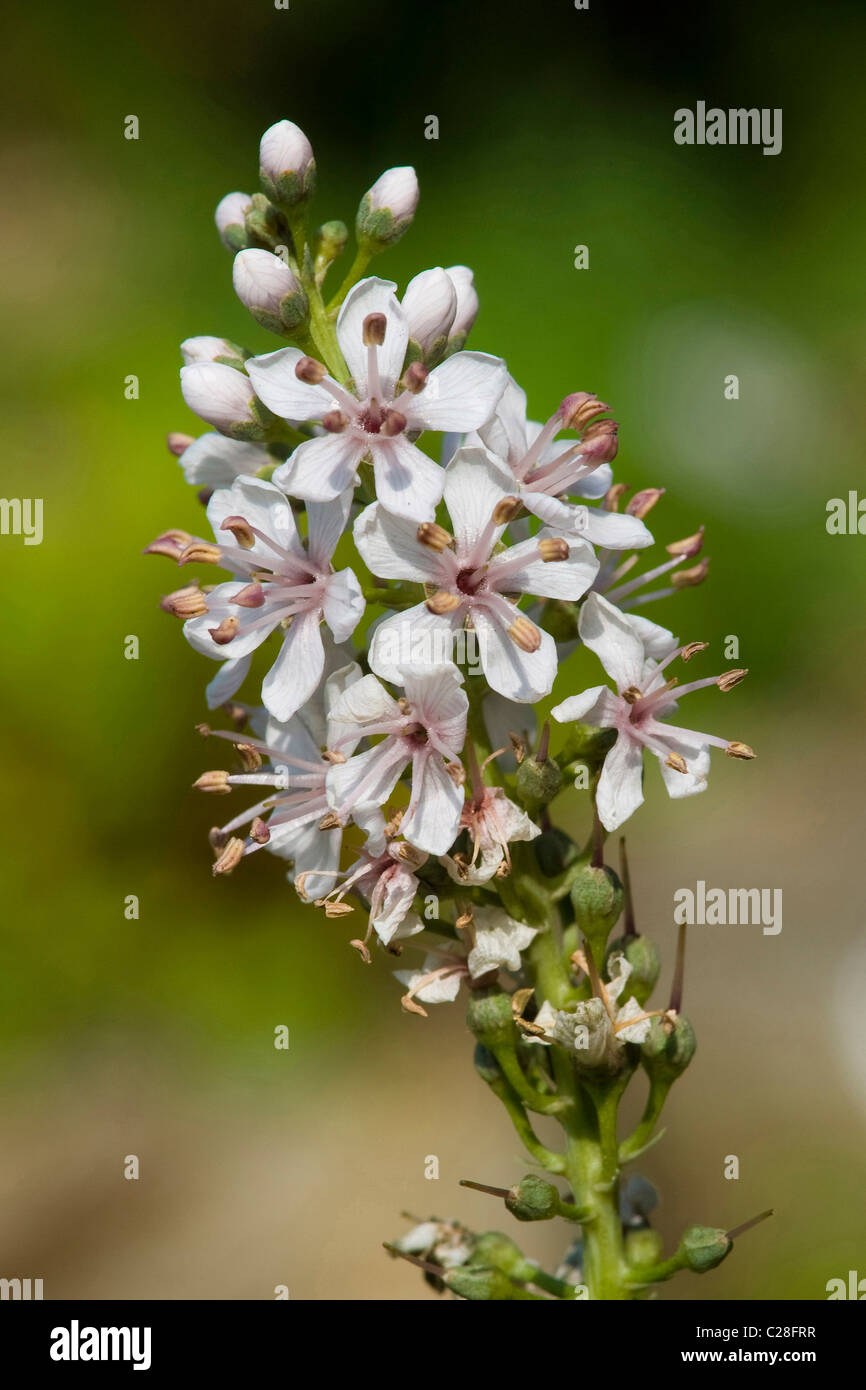 Silver Loosestrife (Lysimachia ephemerum), inflorescence. Stock Photo