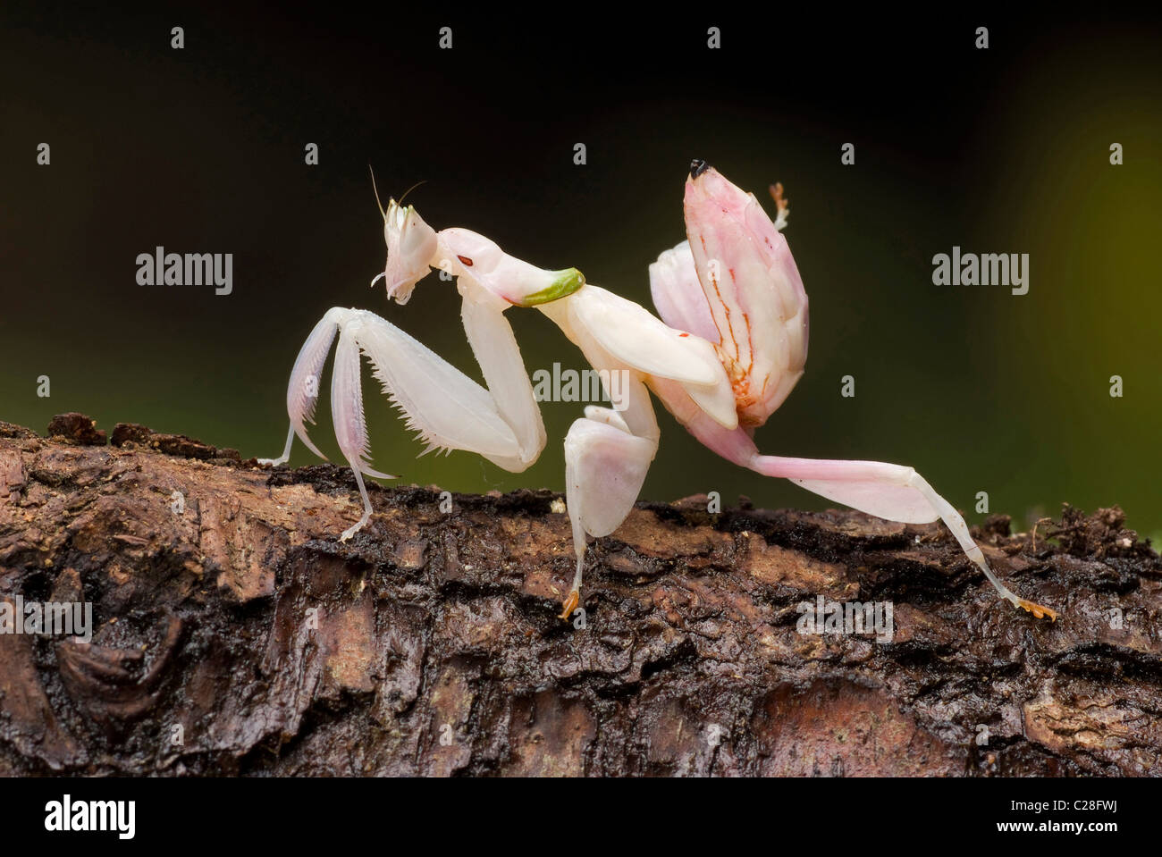 Orchid Mantis (Hymenopus coronatus) on bark. Stock Photo