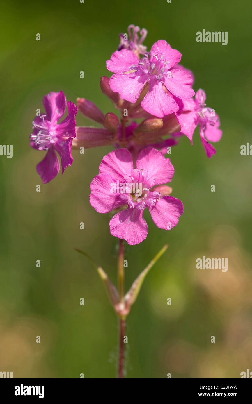 Pink German Catchfly (Lychnis viscaria), flowering. Stock Photo