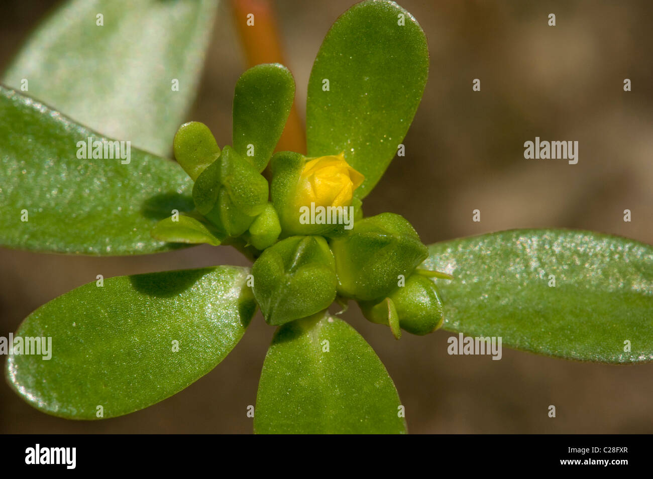 Common Purslane (Portulaca oleracea), flowering. Stock Photo