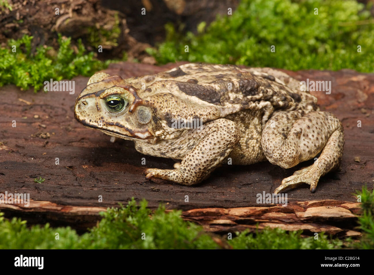 Cururu Toad, Rococo Toad (Bufo paracnemis, Bufo schneideri) on wood. Stock Photo