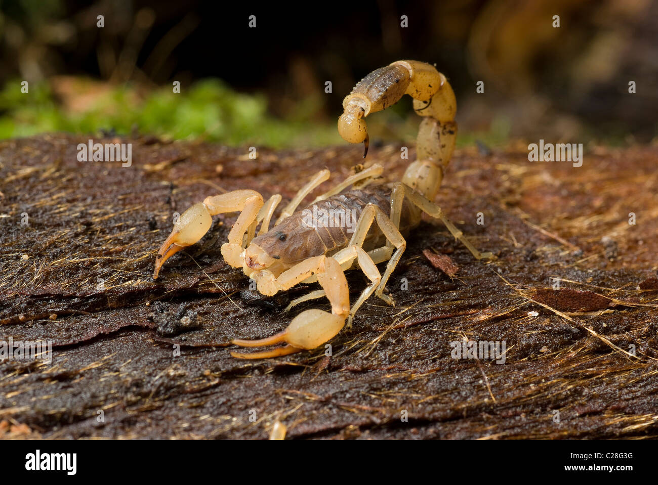 Chinese Swimming Scorpion (Lychas mucronatus) on wood. Stock Photo