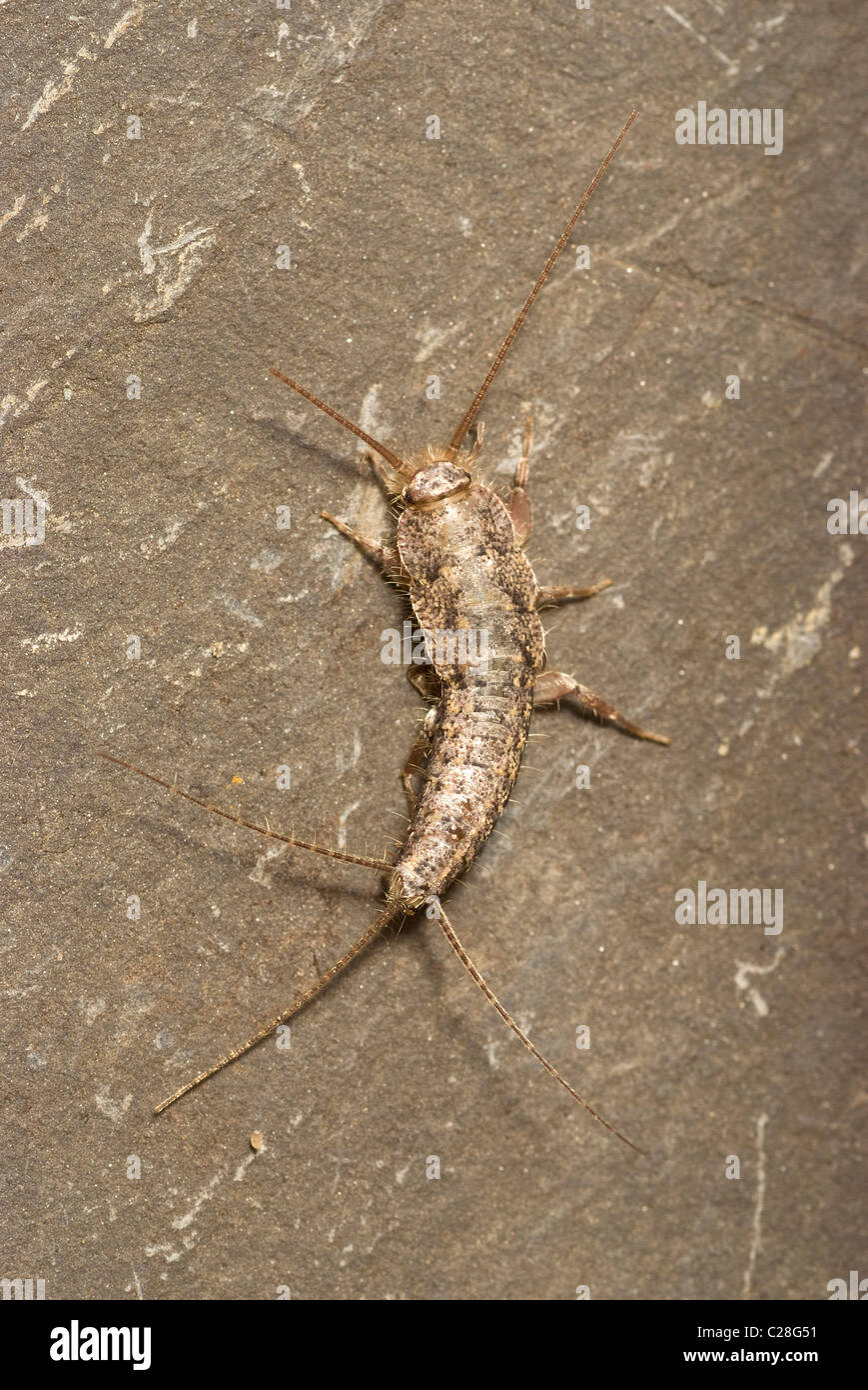 Four-lined Silverfish (Ctenolepisma lineata). Stock Photo