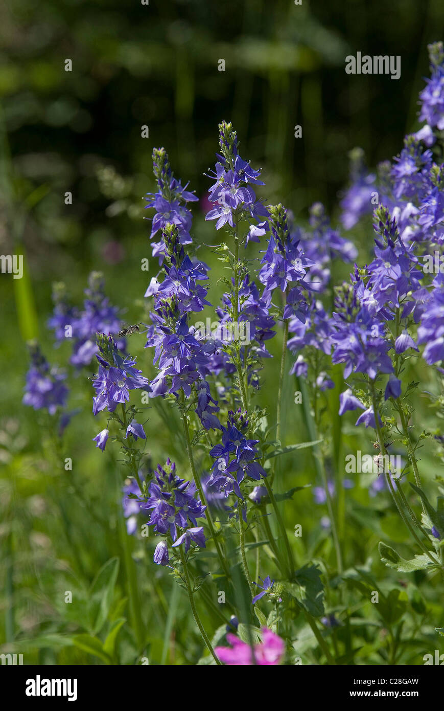 Speedwell (Veronica teucrium), flowering plants. Stock Photo