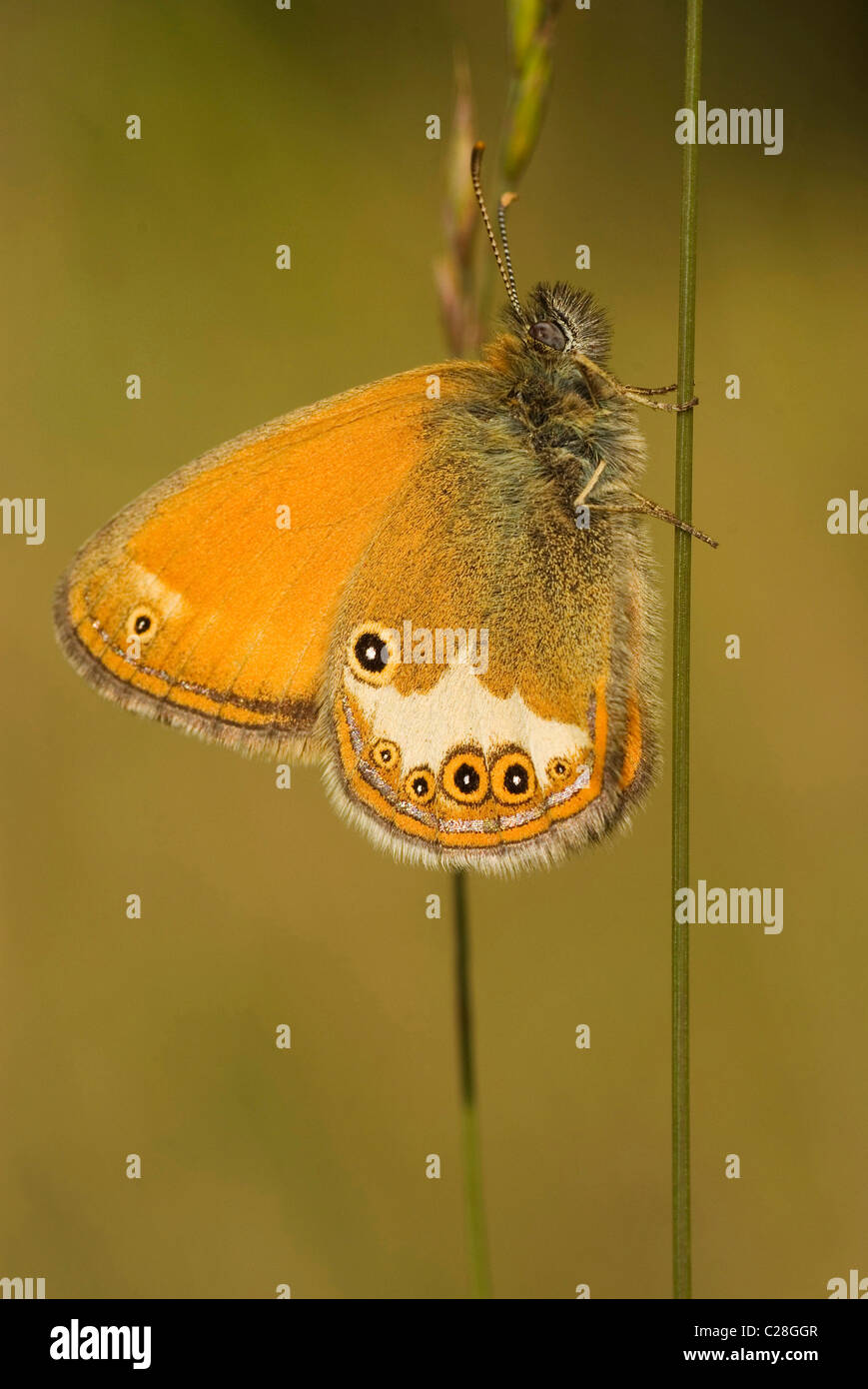 Pearly Heath (Coenonympha arcania), butterfly on a stalk. Stock Photo