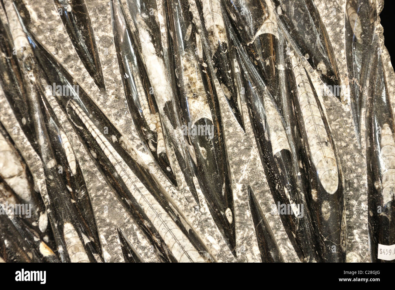Dinosaur World, Glen Rose, Texas, USA fossil replicas in gift shop