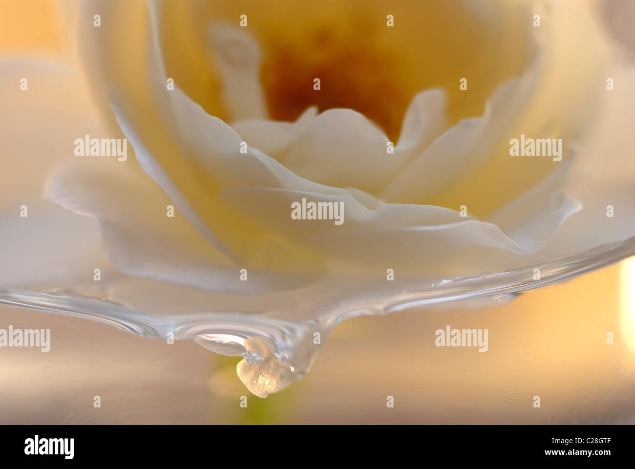 White Isis rose, rose, white flower, rose, isis rose, white background, yellow pollen, stamen, white petals, rose petals, serene Stock Photo