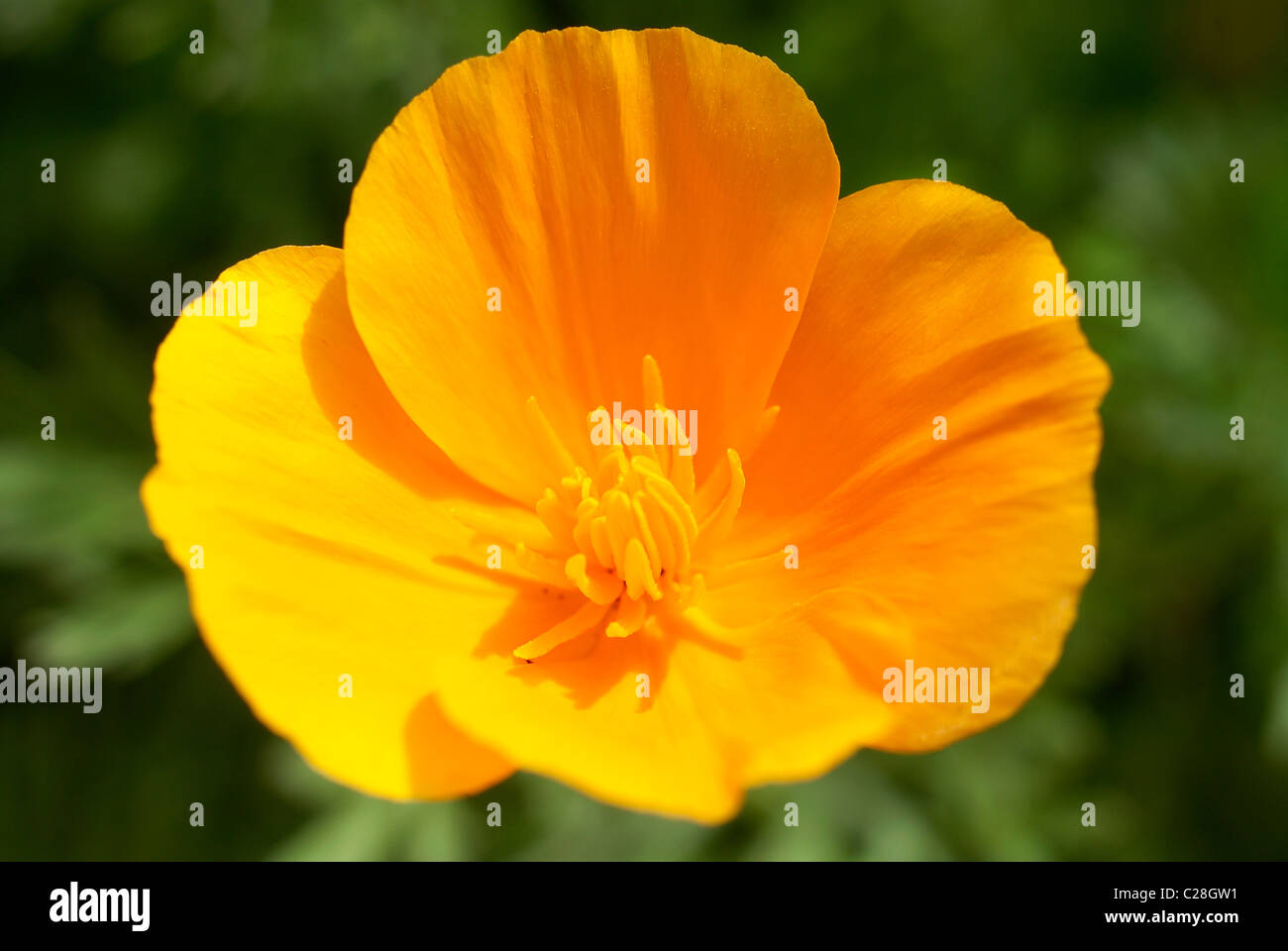 Yellow buttercup flower Stock Photo