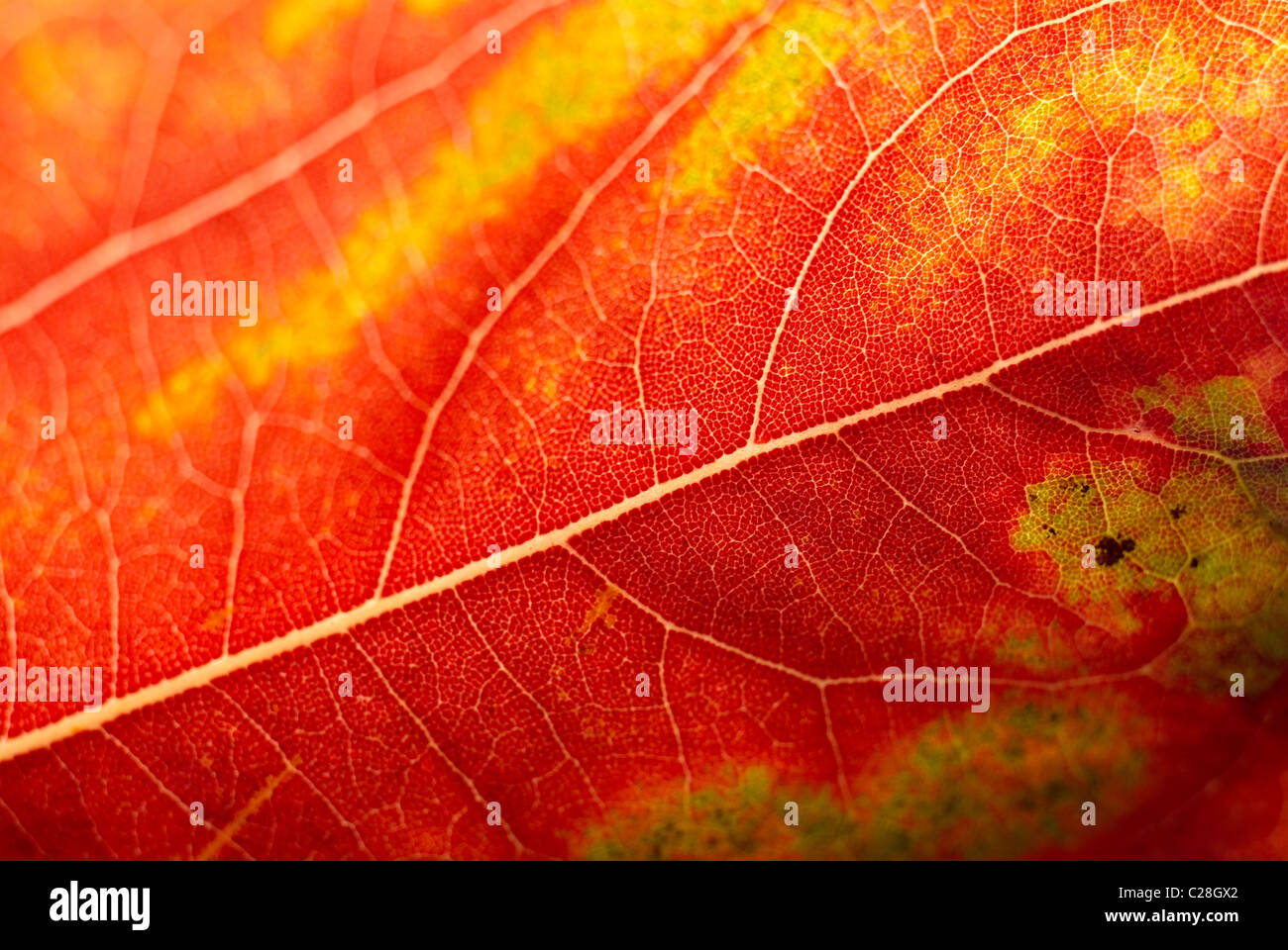 Autumn leaf, leaf veins, orange leaf Stock Photo