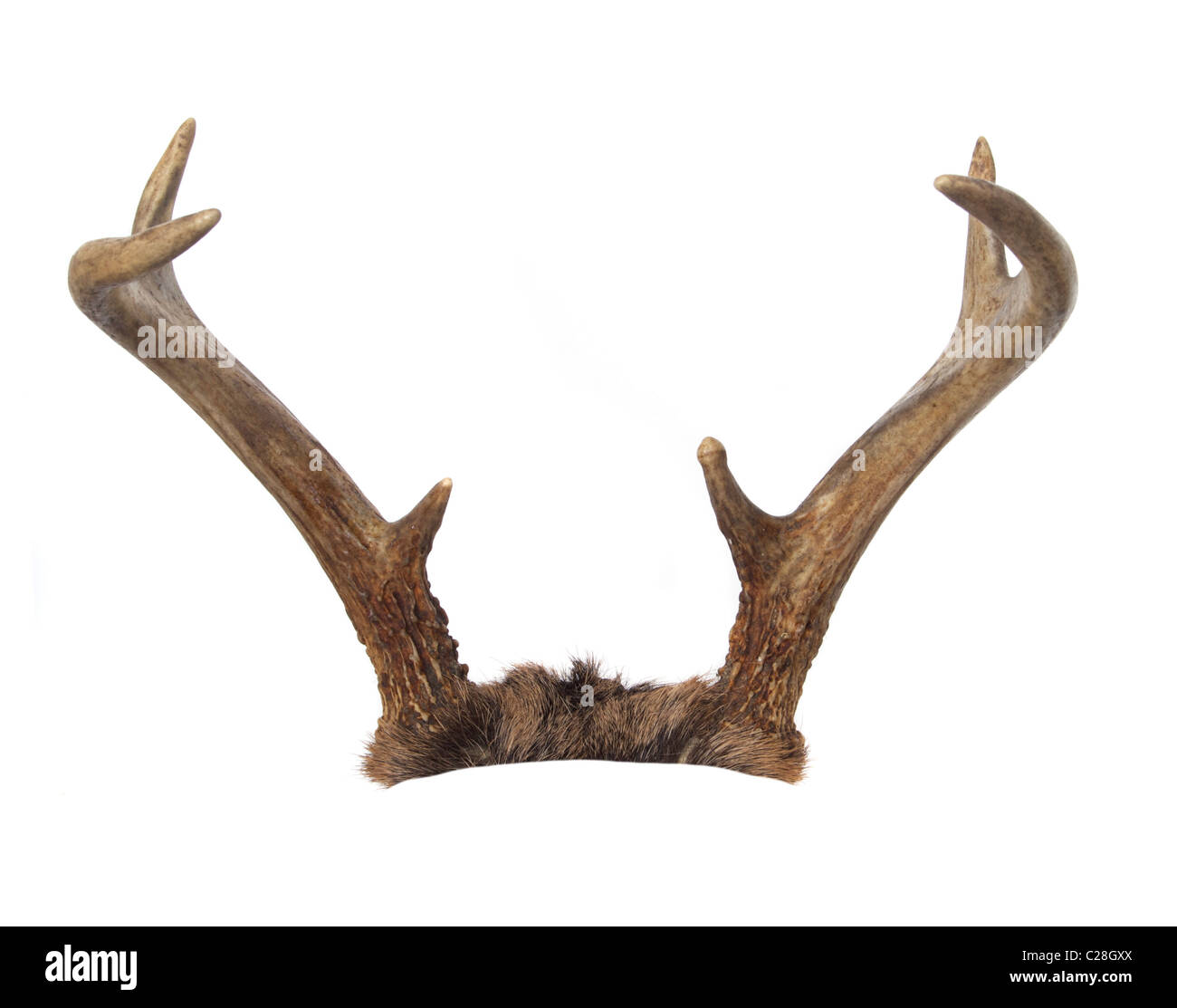 Deer antlers isolated on white Stock Photo