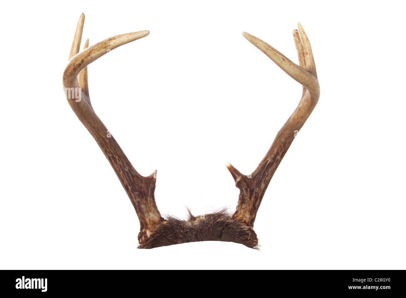 Deer antlers isolated on white Stock Photo