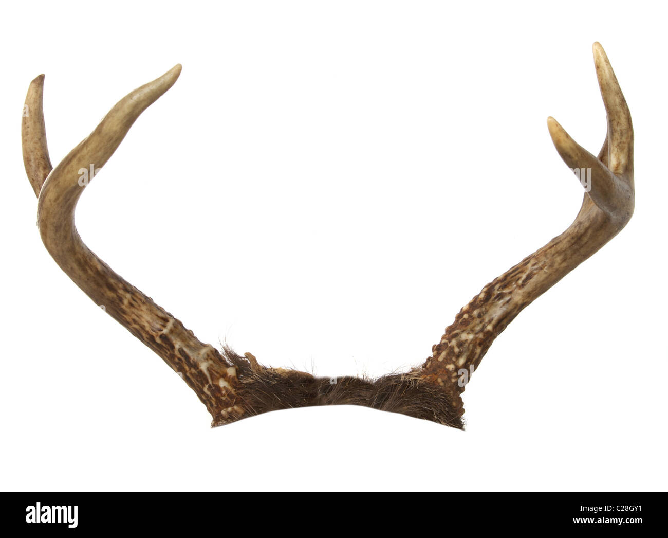 Forked antlers from a whitetail deer isolated on white. Cropped so they can be placed on an another animal. Stock Photo