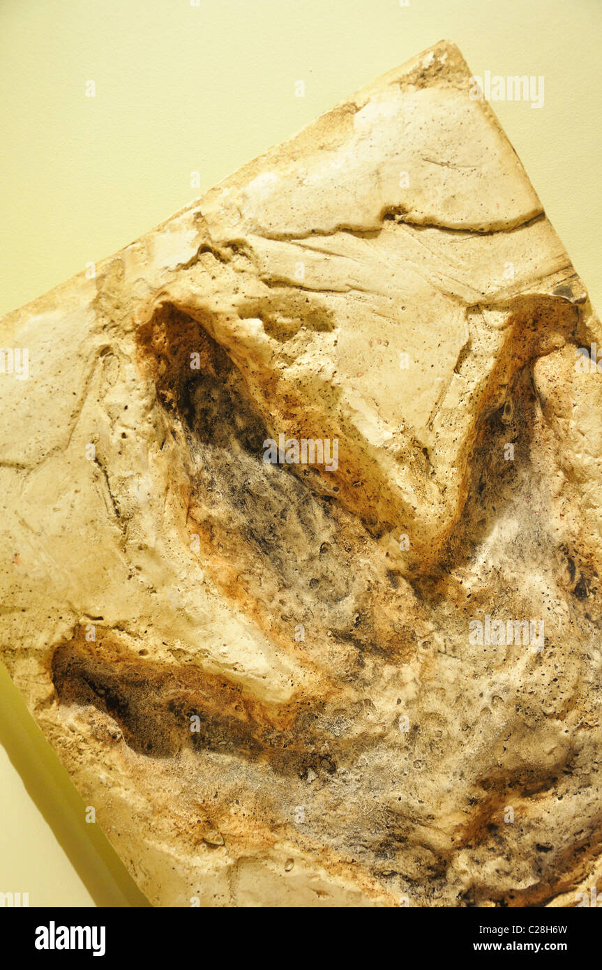 Dinosaur World, Glen Rose, Texas, USA fossilized dinosaur footprint