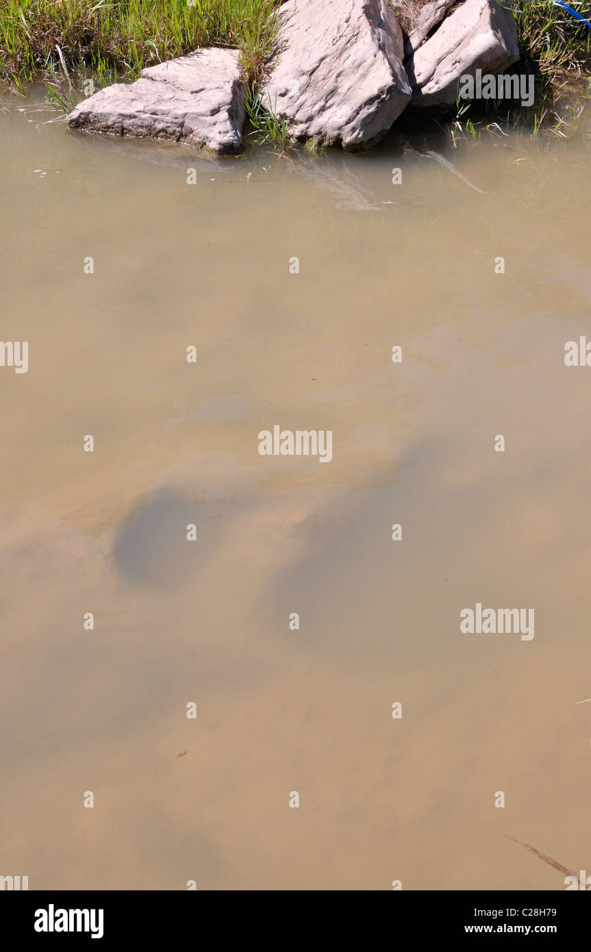 Dinosaur Valley State Park, Glen Rose, Texas, USA fossilized dinosaur