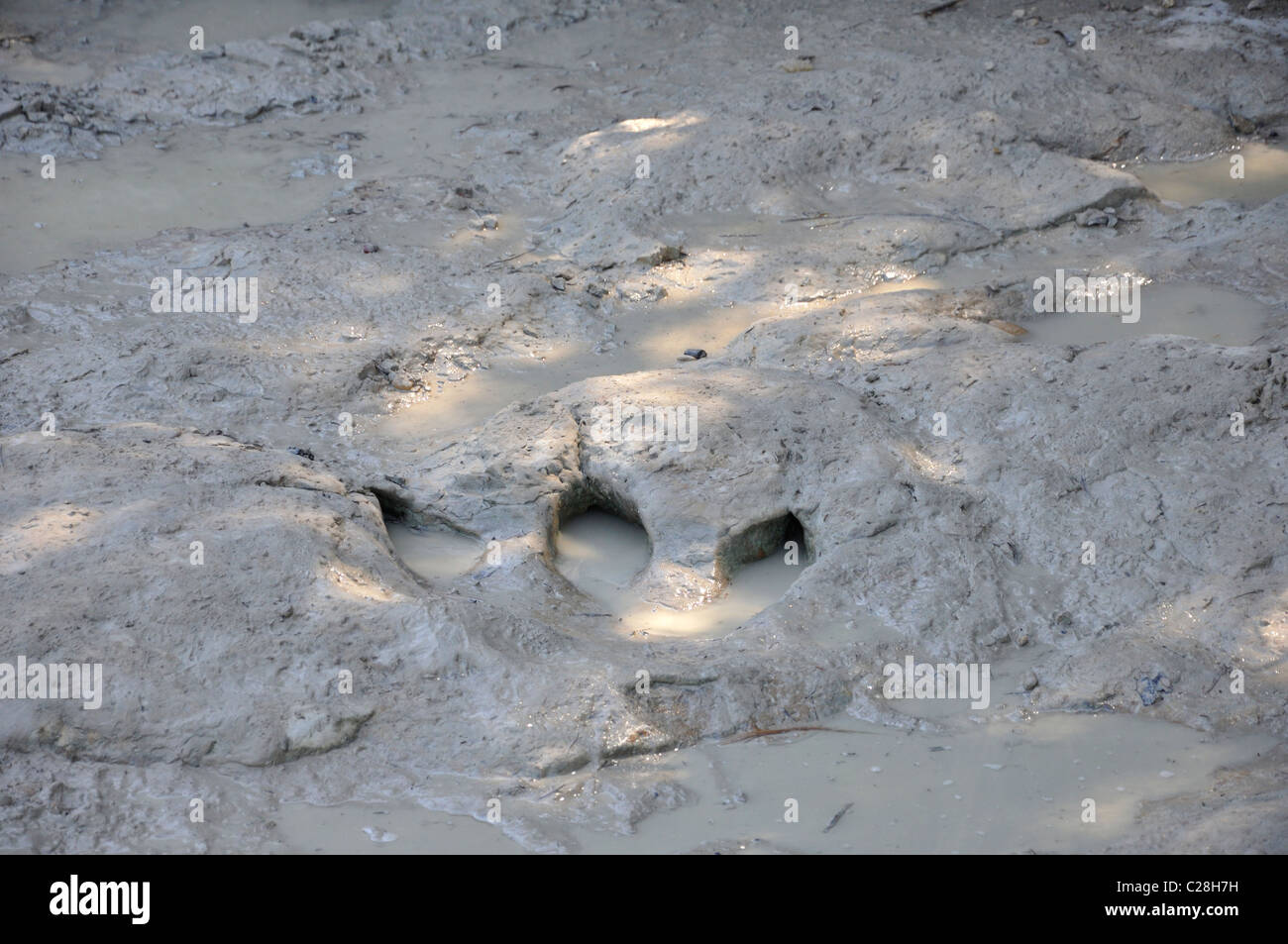 Dinosaur Valley State Park, Glen Rose, Texas, USA fossilized dinosaur