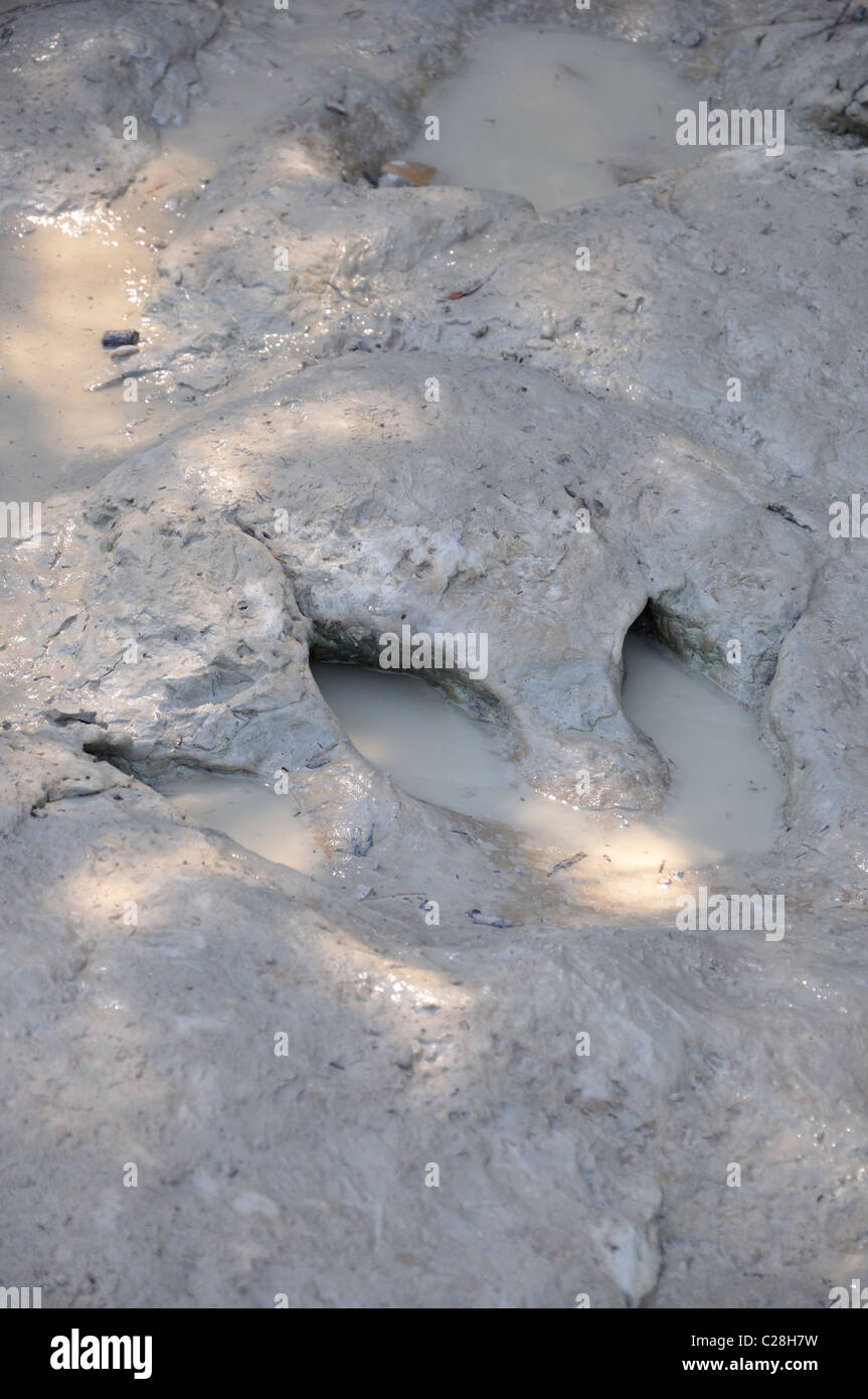 Dinosaur Valley State Park, Glen Rose, Texas, USA fossilized dinosaur footprints Stock Photo