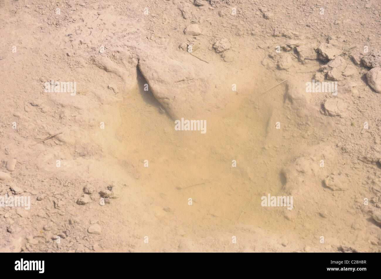 Dinosaur Valley State Park, Glen Rose, Texas, USA fossilized dinosaur