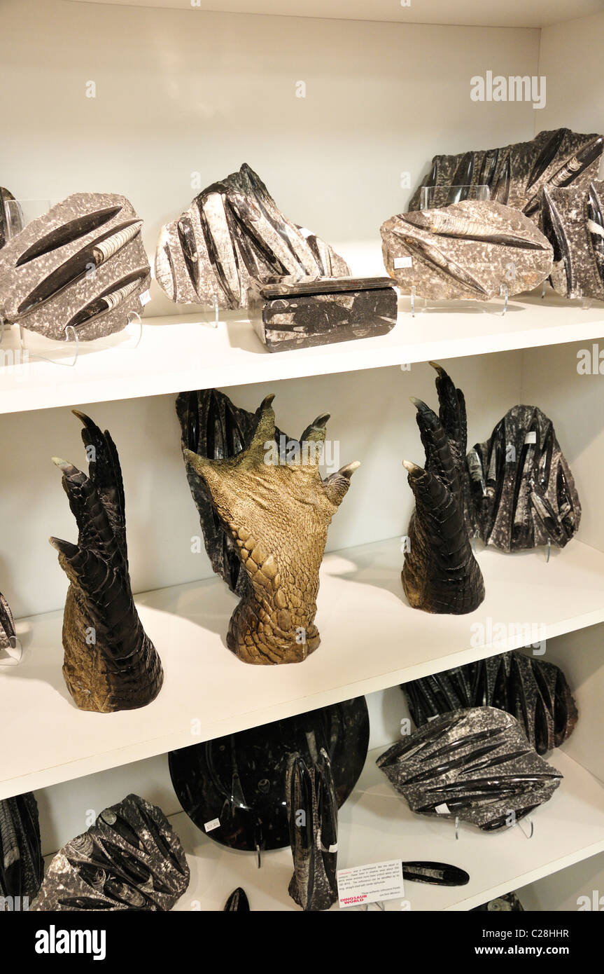 Dinosaur World, Glen Rose, Texas, USA fossil replicas in gift shop