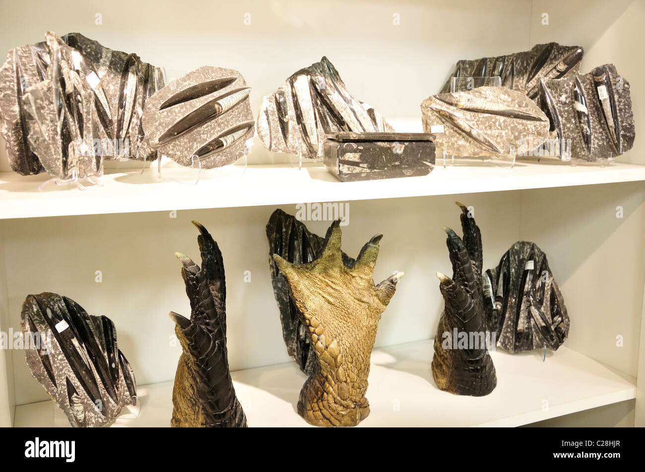 Dinosaur World, Glen Rose, Texas, USA fossil replicas in gift shop