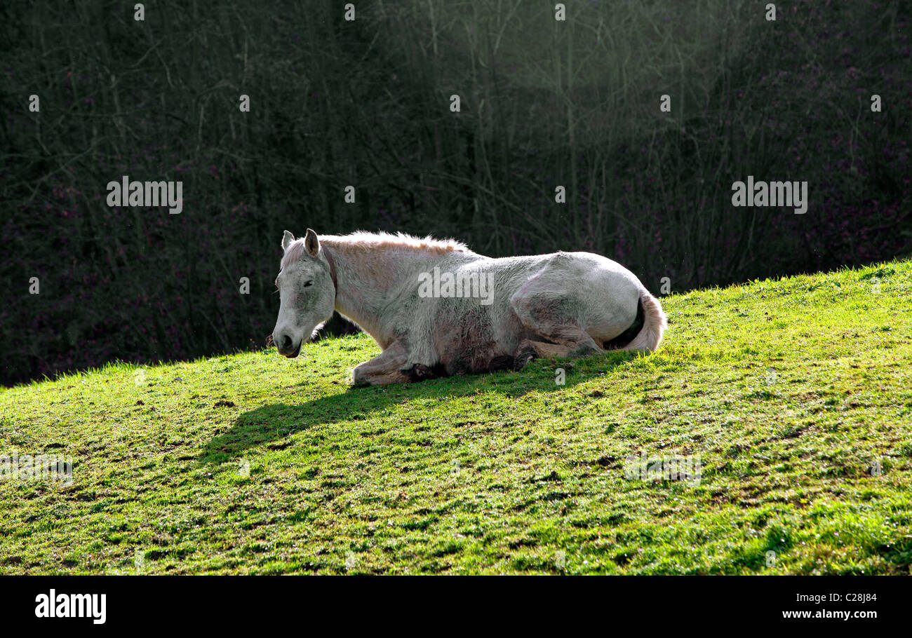 Horses resting in the sun on El Cadaviu, Samuño Valley, Langreo, Asturias, Spain. Stock Photo