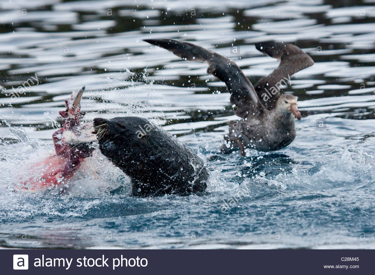 A giant petrel flies by a southern fur seal eating a penguin Stock