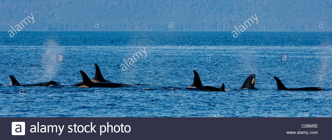 A pod of killer whales swimming at the surface of the water Stock Photo ...