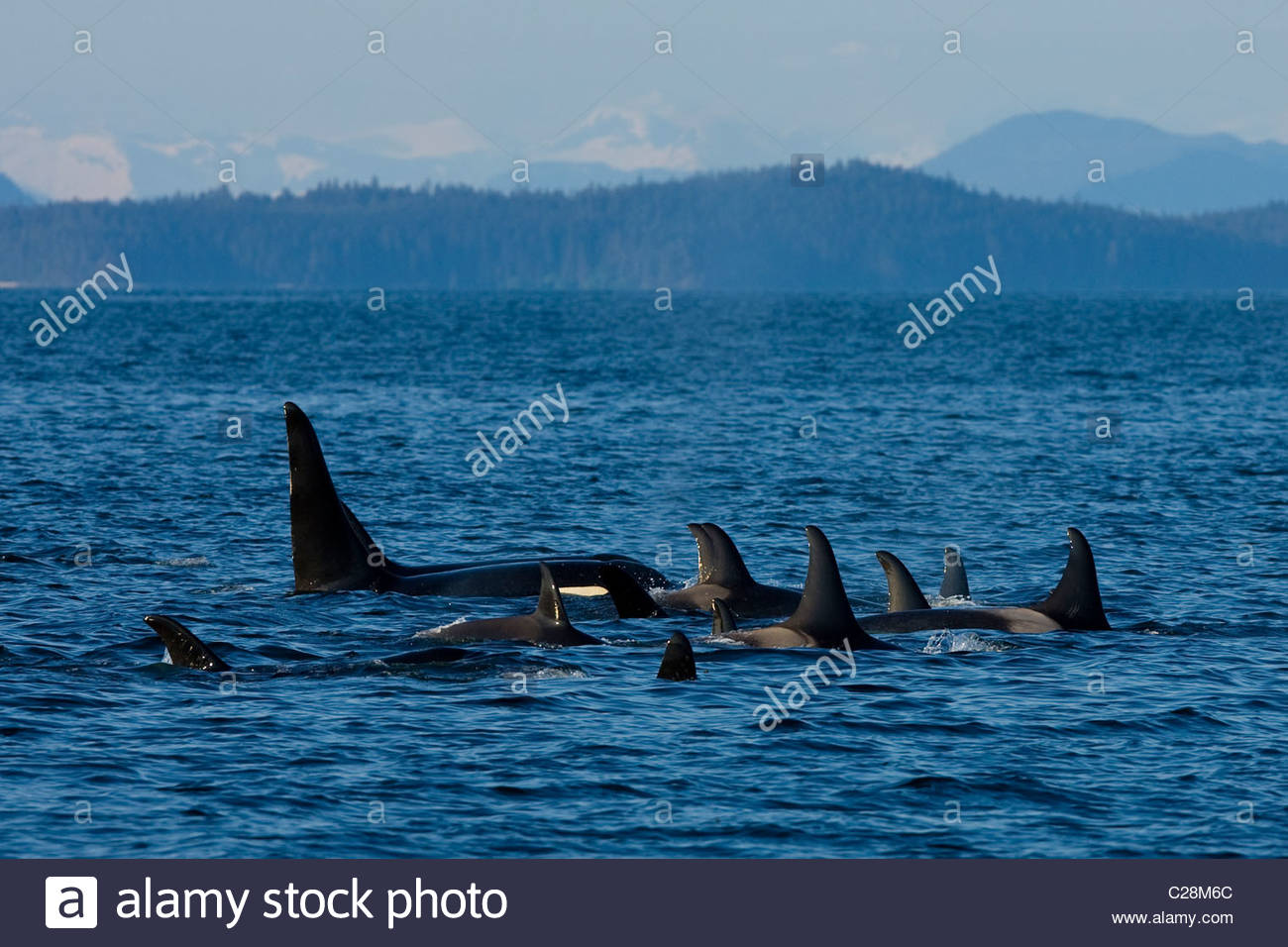 A pod of juvenile and adult orcas swimming at water's surface Stock ...