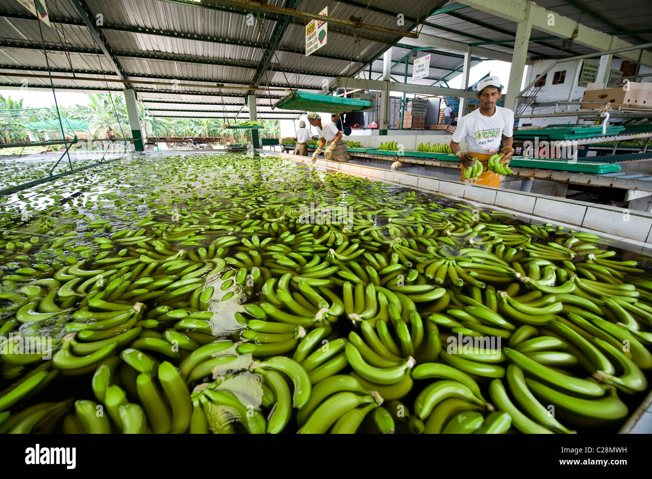 Ecuador banana plant Stock Photo Alamy