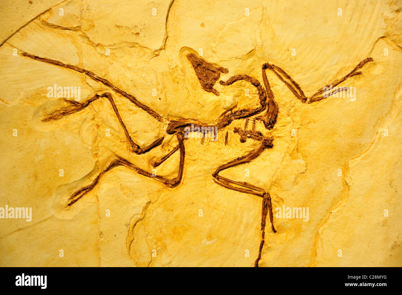 Fossil fossils archaeopteryx museum dino world glen rose hires stock