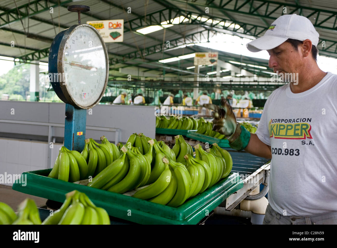 Ecuador : banana plant Stock Photo