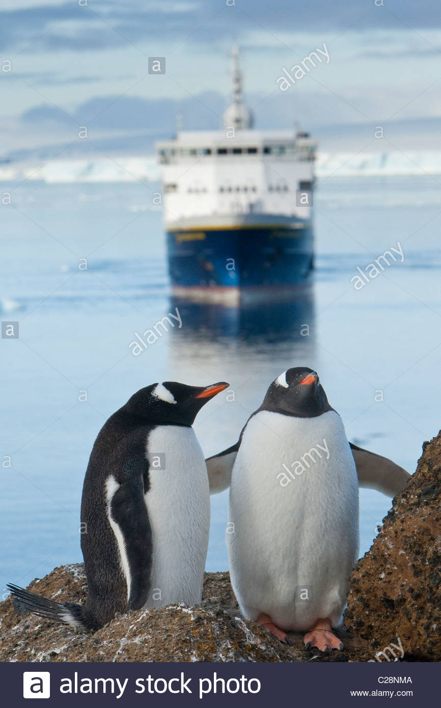 Gentoo penguins and the National Geographic Explorer cruise ship Stock