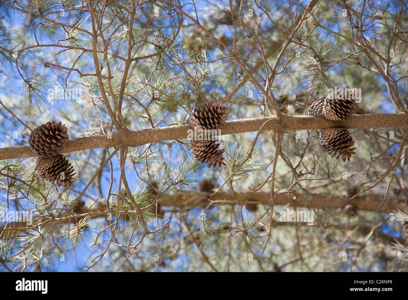 Pine cone cluster hires stock photography and images Alamy