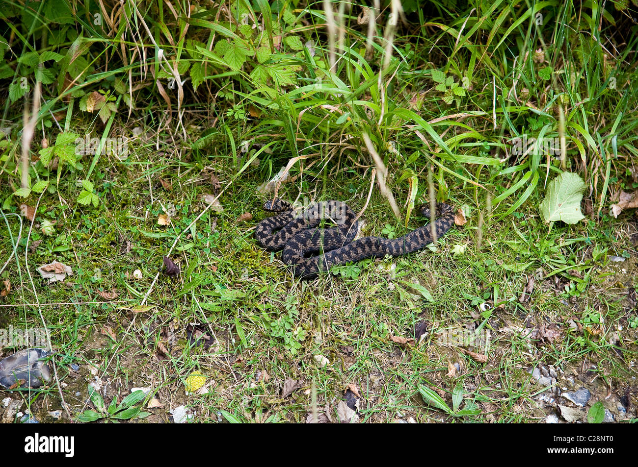 An Adder snake basking in the warmth of a summers day on the South Downs, Sussex, UK Stock Photo
