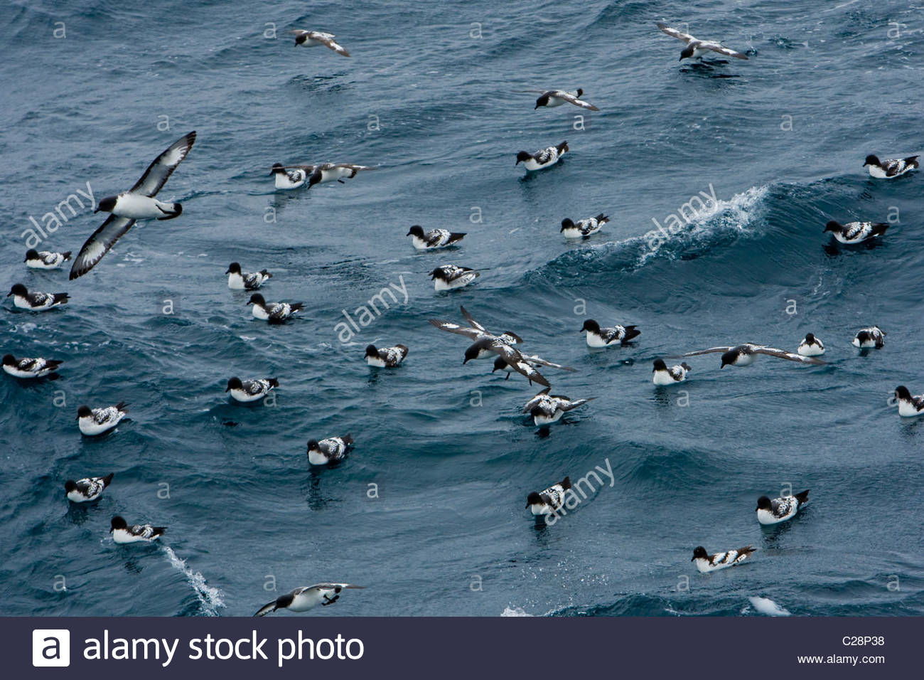 A flock of pintado petrels at the surface of the ocean. Stock Photo