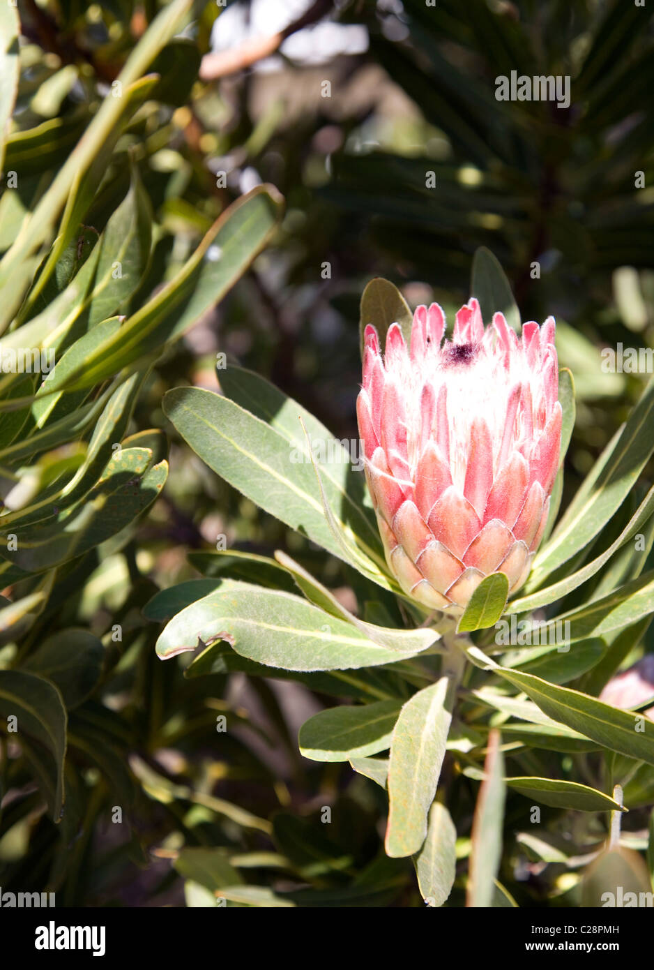 Protea Repens Stock Photo