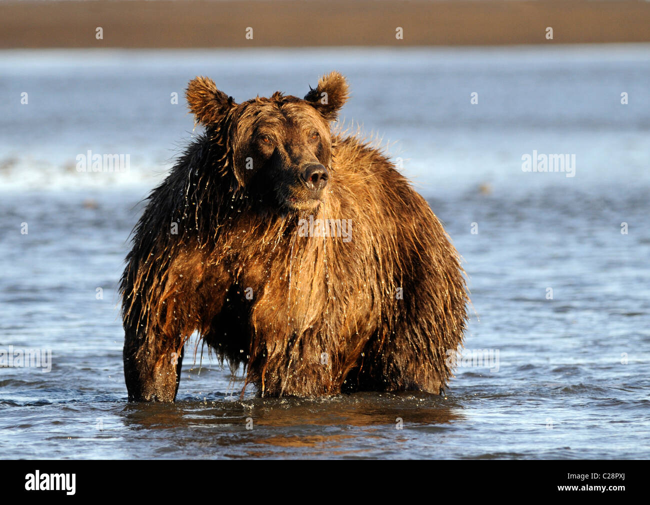 Brown Bear ( Ursus arctos ) The end of a fruitless chase for a salmon Stock Photo
