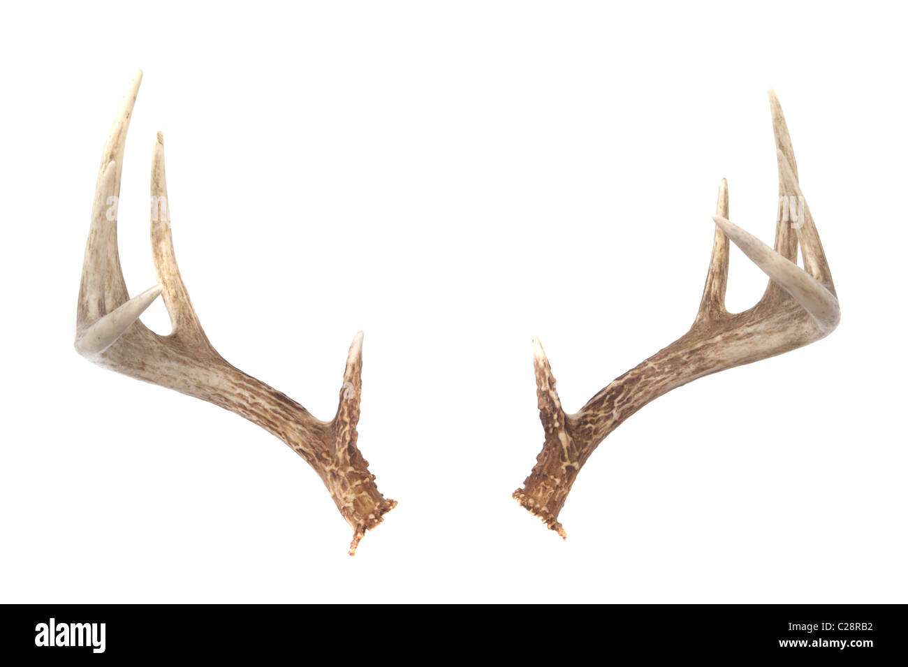 Deer Antlers Isolated on White Stock Photo