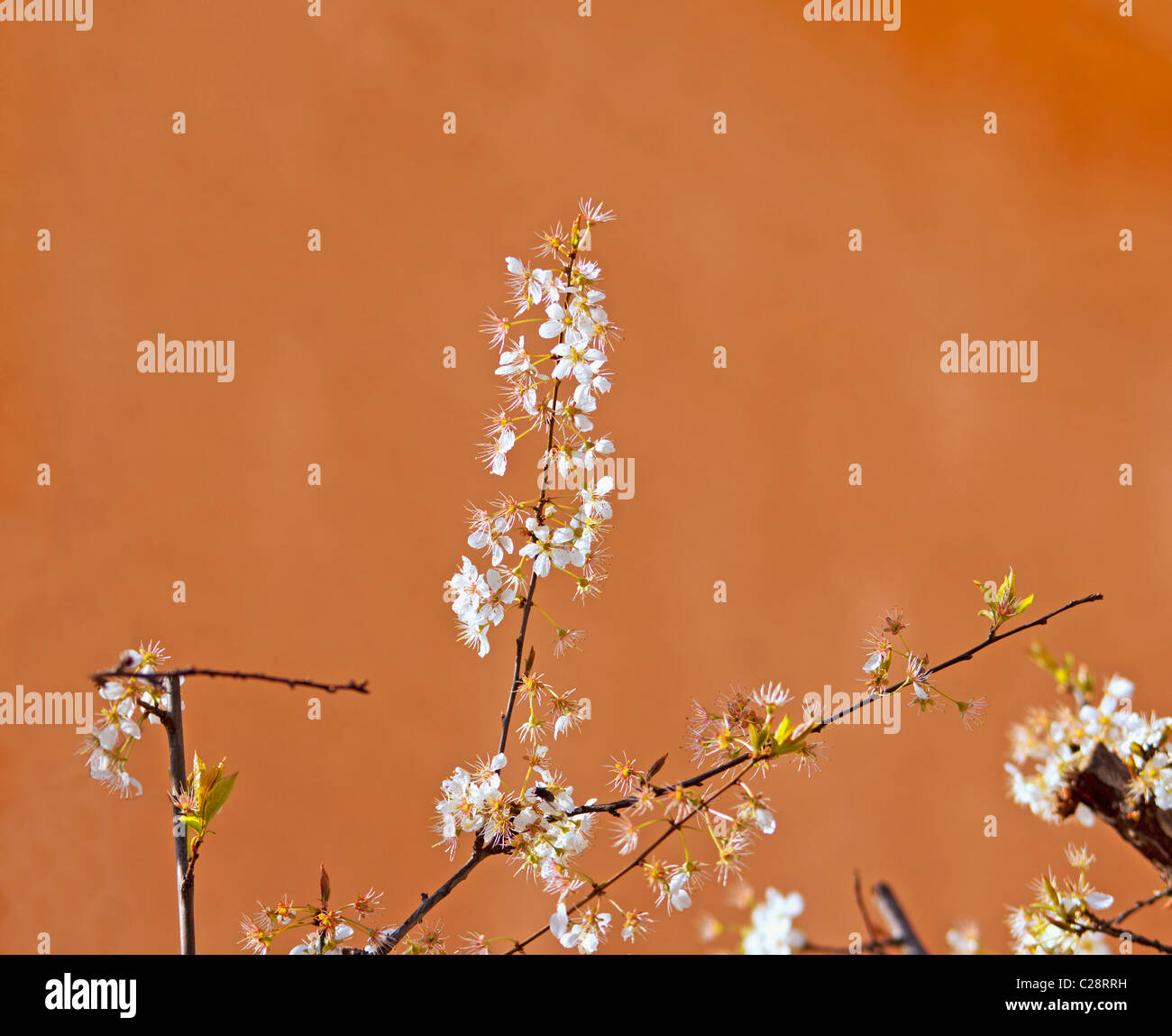 Close up of white cherry flowers on a tree Stock Photo - Alamy