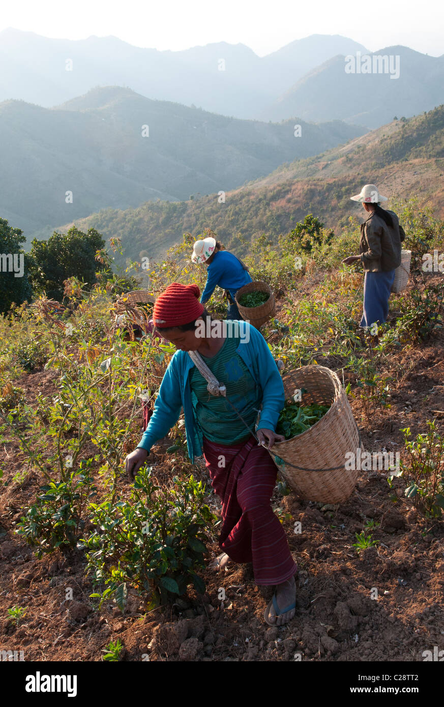 2 palaung women carrying baskets on their back. Shan Hills. Myanmar Stock Photo