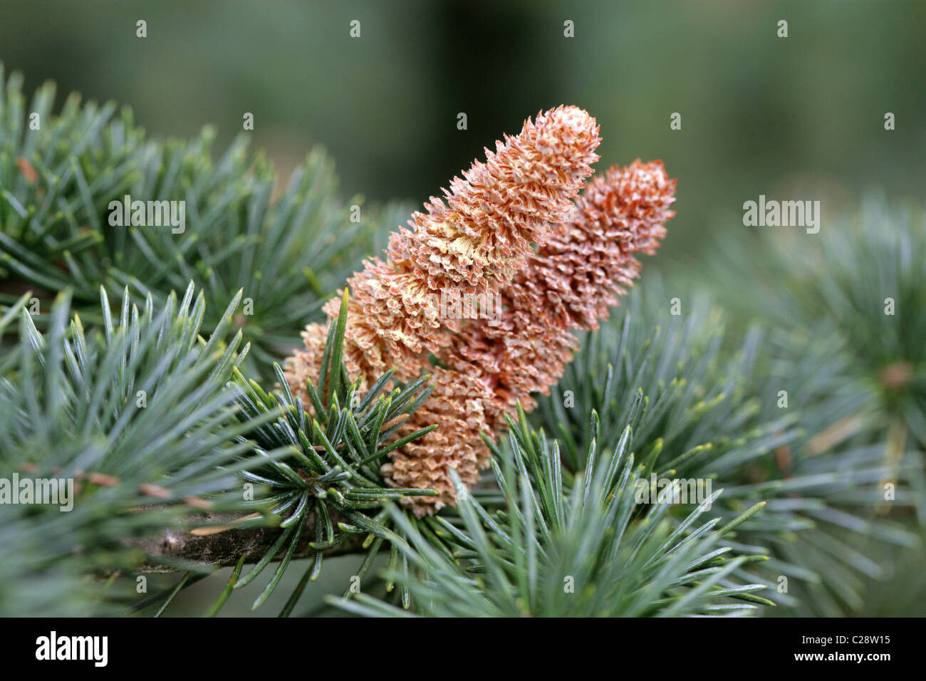 Atlas Cedar, Cedrus atlantica, Pinaceae. Male Pollen Cones. Atlas Mountains, Algeria and Morocco, North Africa. Stock Photo