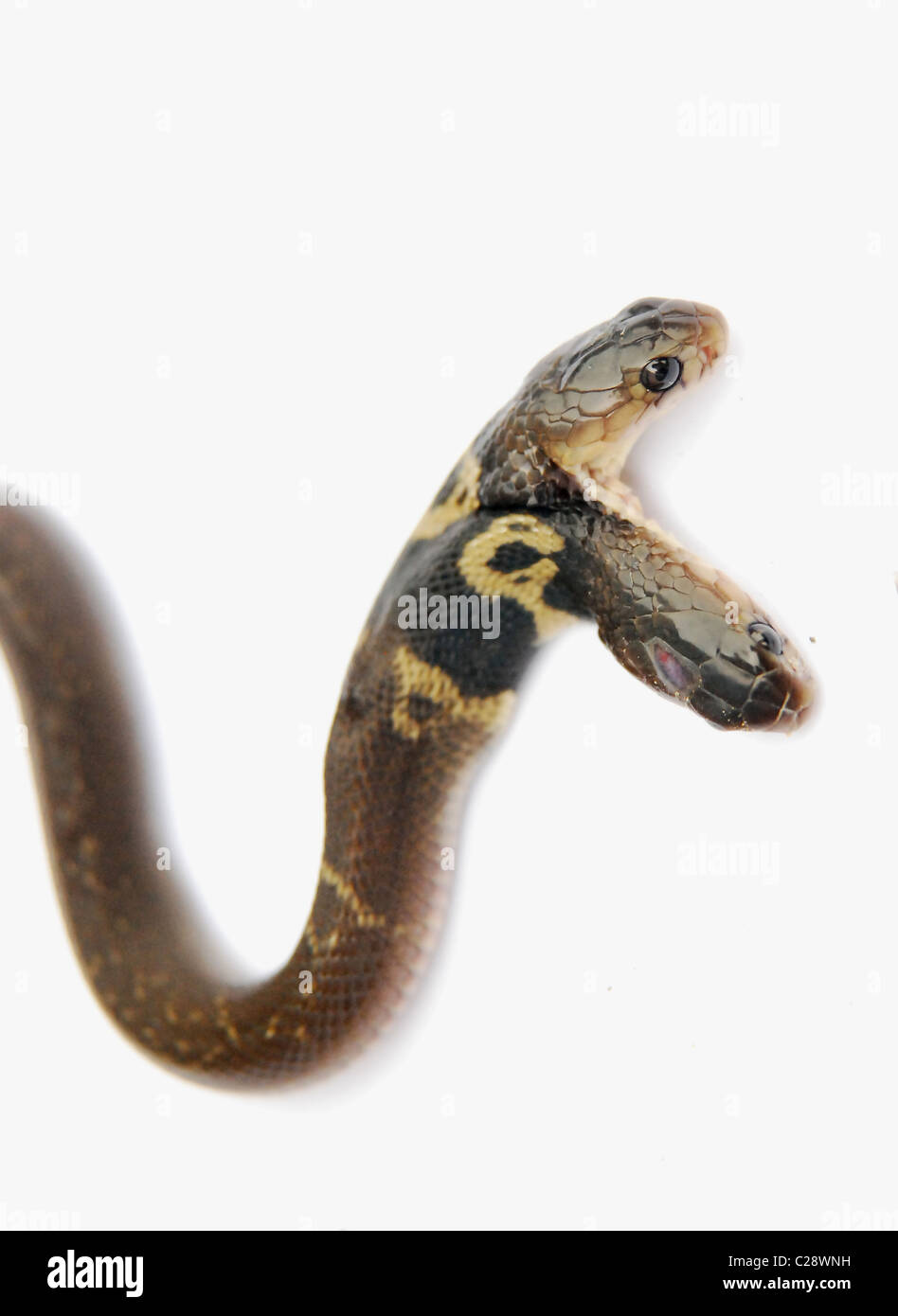 Twoheaded Cobra Snake High-Res Stock Photo - Getty Images