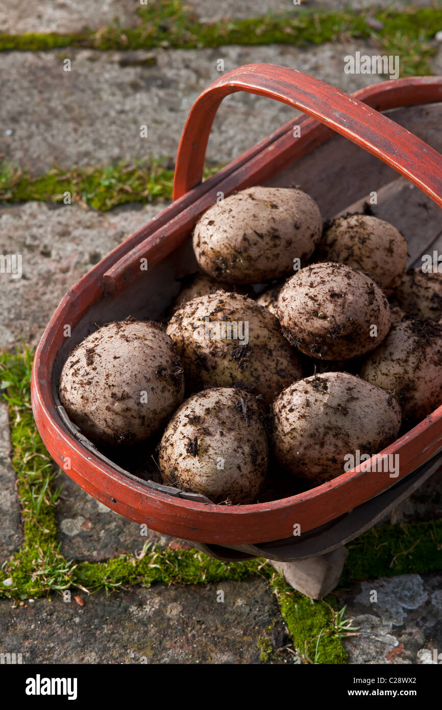 freshly harvested dug Pentland Javelin potatoes trug vegetable autumn October fall kitchen garden plant Stock Photo