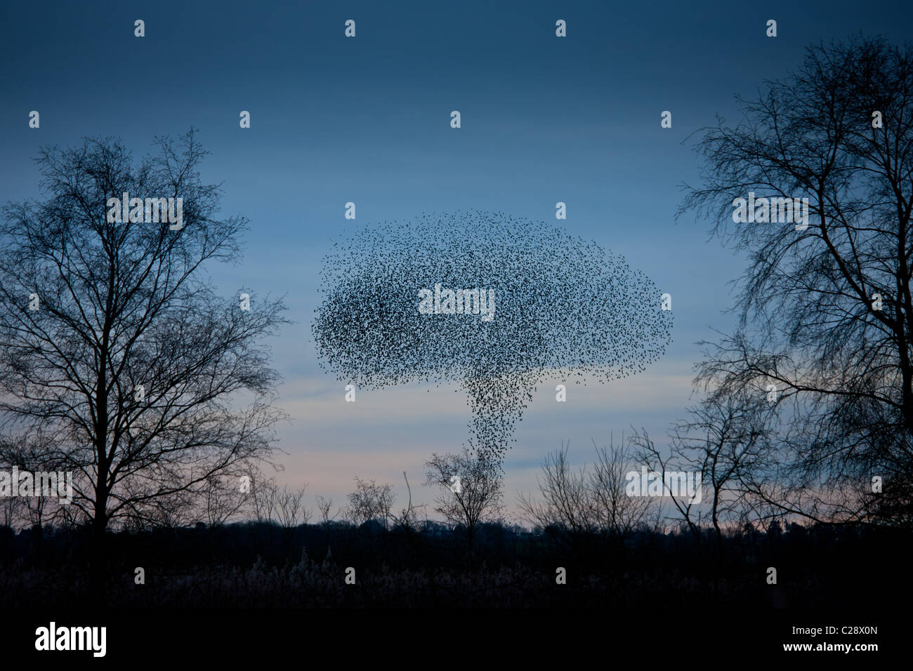 Murmuration of a million starlings mushroom cloud drop in to roost at Avalon Marshes, Shapwick Heath Nature Reserve, Somerset Stock Photo