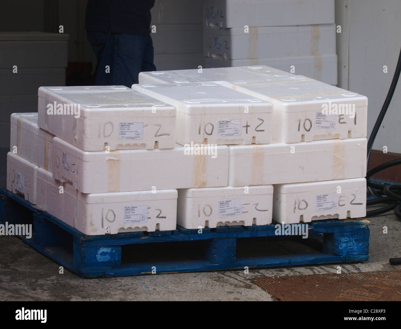 Boxes of fresh fish on a pallet, Looe fish market, Cornwall, UK Stock