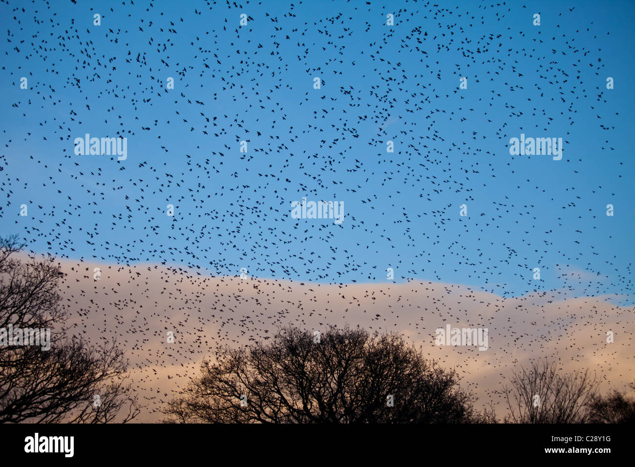 Murmuration of a million starlings fill the sky before roosting at Avalon Marshes, Shapwick Heath Nature Reserve, Somerset Stock Photo